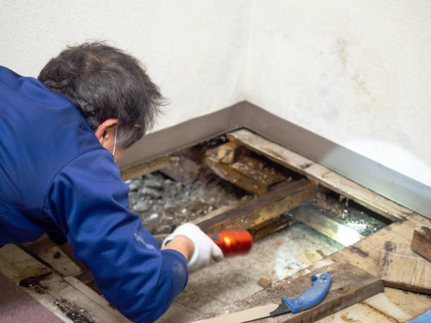 Best Mold Removal Company Near Me  in Mcqueeney, TX