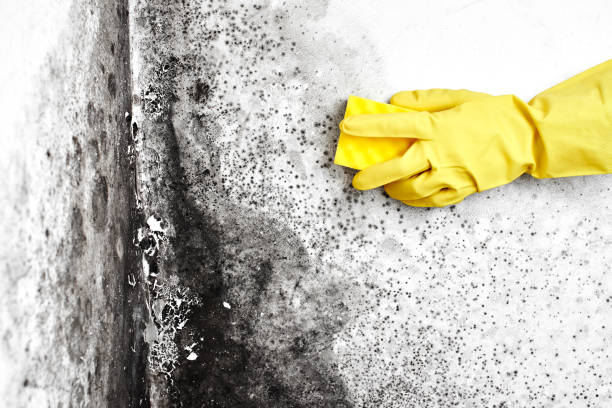 Best Attic Mold Removal  in Mcqueeney, TX