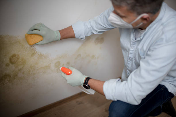 Best Mold Cleaning Services  in Mcqueeney, TX
