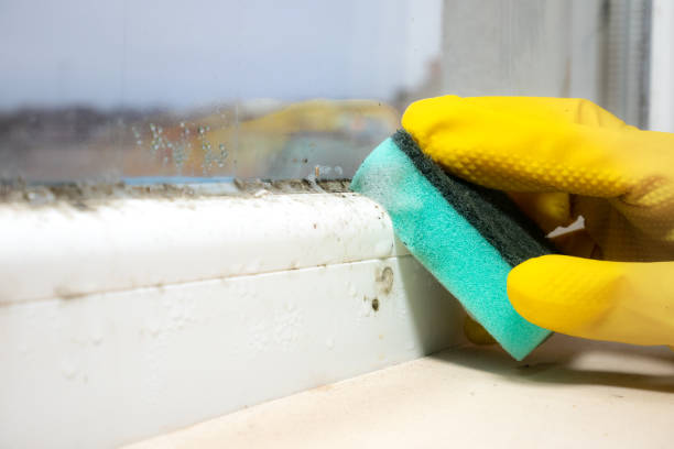 Trusted Mcqueeney, TX Mold Removal Experts