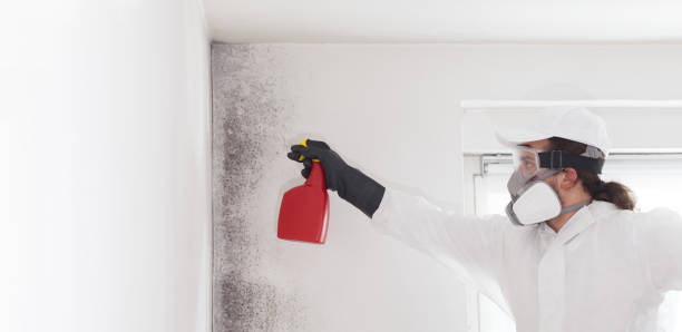 Trusted Mcqueeney, TX Mold Removal Experts