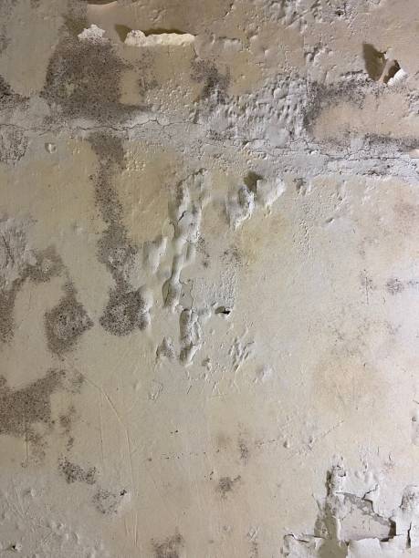 Best Mold Remediation  in Mcqueeney, TX