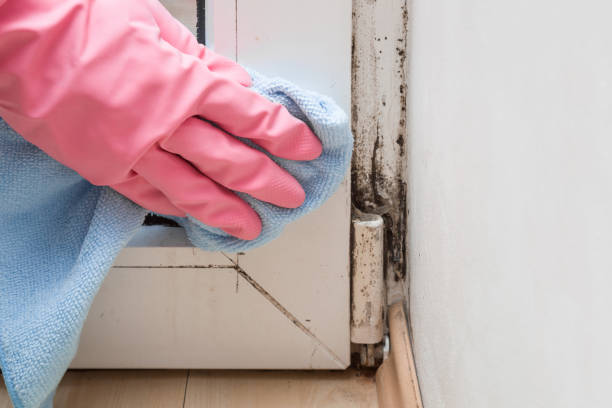 Best Mold Testing and Removal  in Mcqueeney, TX