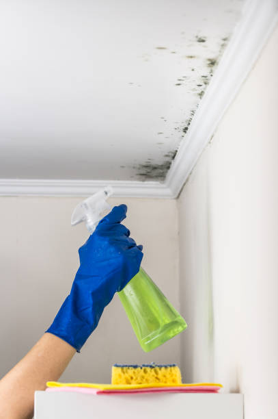 Best Black Mold Removal  in Mcqueeney, TX